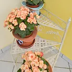 Erodios 3* Skála Kallirákhis